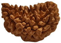 Rudraksha